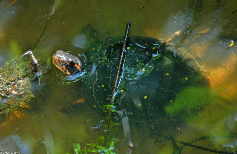 Spotted Turtle (Clemmys guttata); DISPLAY FULL IMAGE.