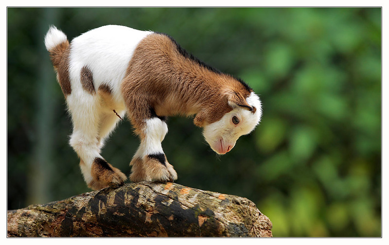 Critter -- Cute Lamb; DISPLAY FULL IMAGE.