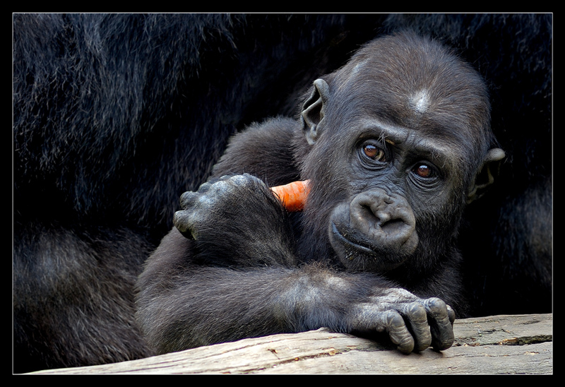 Carrot muncher; DISPLAY FULL IMAGE.