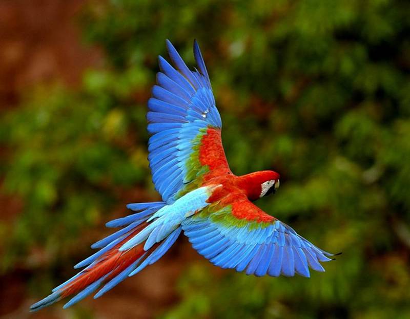 scarlet macaw; DISPLAY FULL IMAGE.