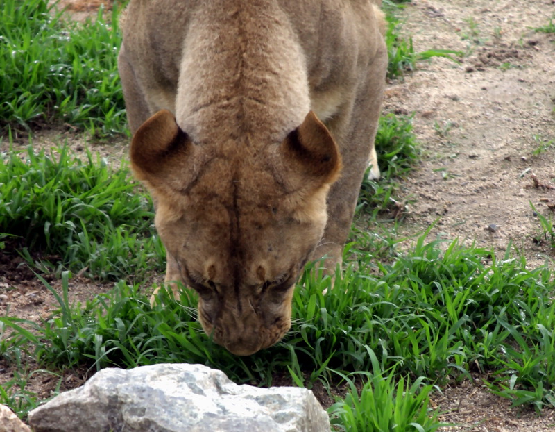 Lioness grazing grass; DISPLAY FULL IMAGE.