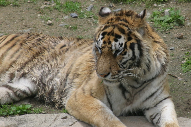 Sleepy Siberian Tiger; DISPLAY FULL IMAGE.