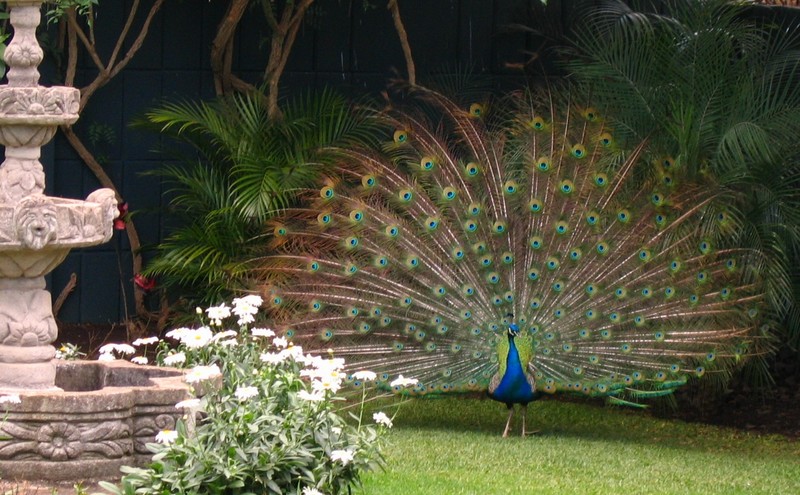 My Indian Peacock (pavo Cristatus); DISPLAY FULL IMAGE.