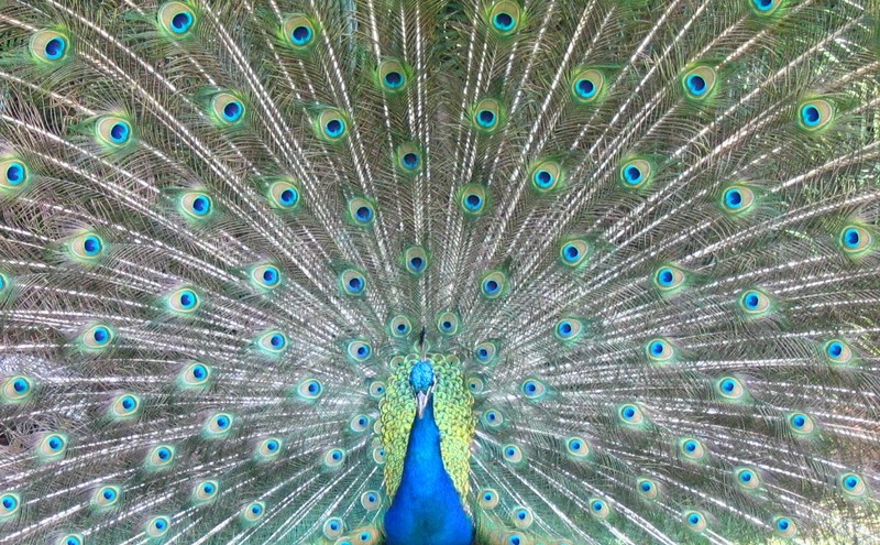 My Indian Peacock - blue peafowl (Pavo cristatus); DISPLAY FULL IMAGE.