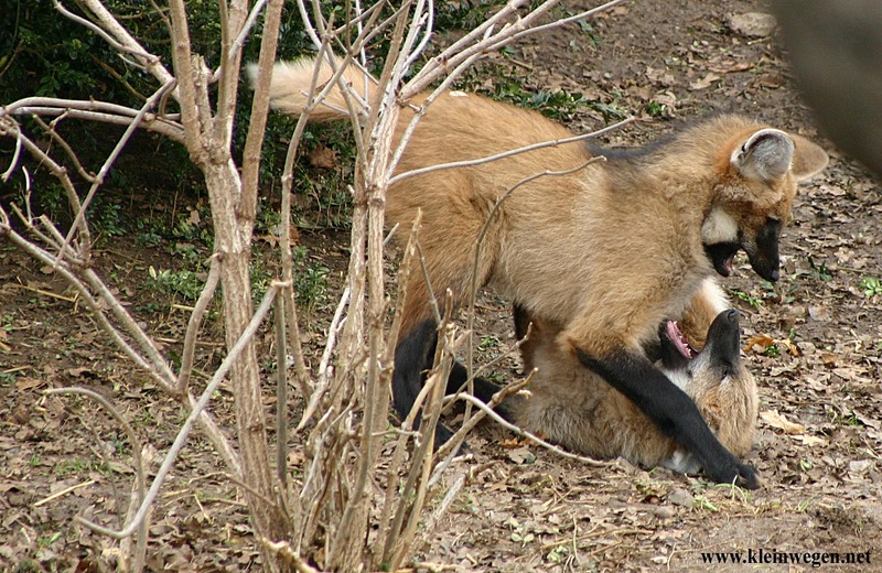 Maned wolf cub; DISPLAY FULL IMAGE.