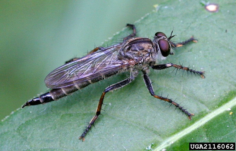 Robber Fly (Asilidae) {!--파리매류-->; DISPLAY FULL IMAGE.