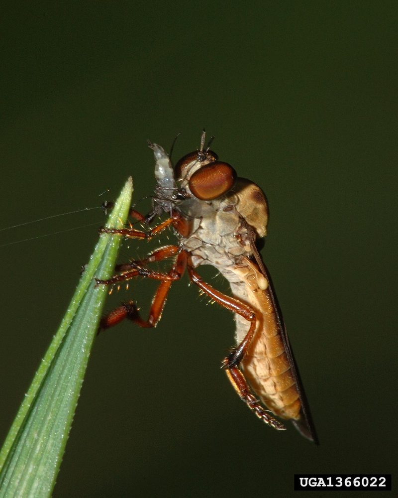 Robber Fly (Holcocephala fusca) {!--파리매류-->; DISPLAY FULL IMAGE.