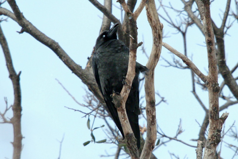 Corvus macrorhynchos (Jungle Crow) {!--큰부리까마귀-->; DISPLAY FULL IMAGE.