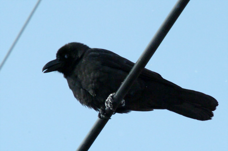 Corvus macrorhynchos (Jungle Crow) {!--큰부리까마귀-->; DISPLAY FULL IMAGE.