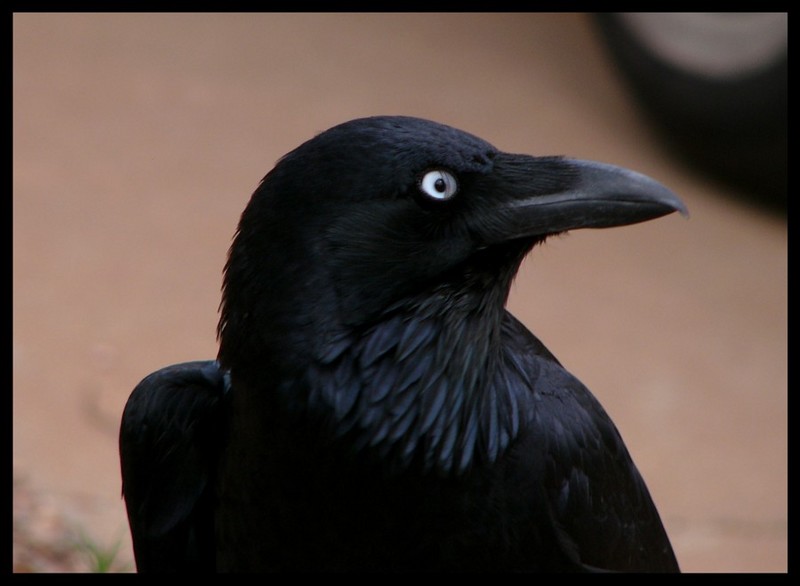 crow blinking; DISPLAY FULL IMAGE.