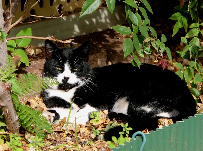 cat sunning 1; DISPLAY FULL IMAGE.