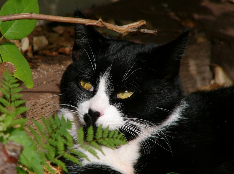 cat sunning 2; DISPLAY FULL IMAGE.