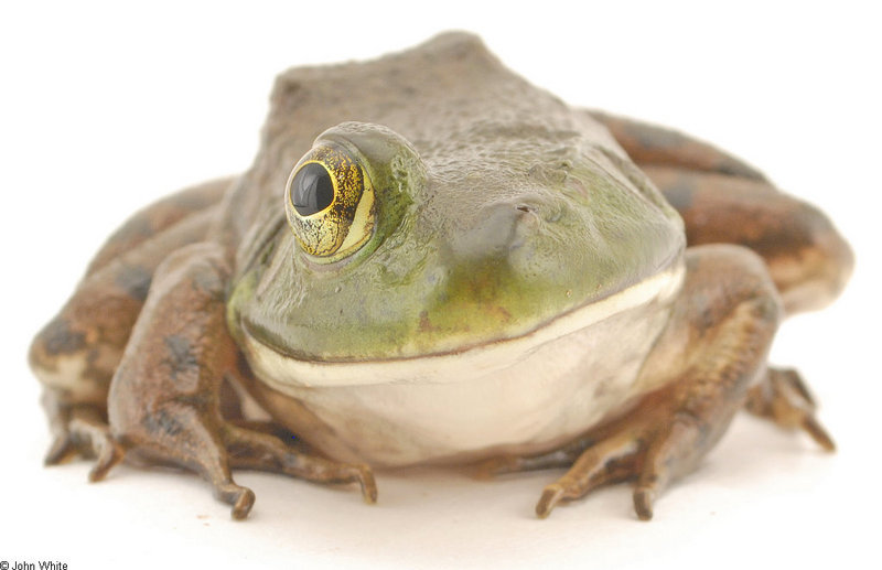 It's a SUPER FREAK! - one-eye bullfrog; DISPLAY FULL IMAGE.