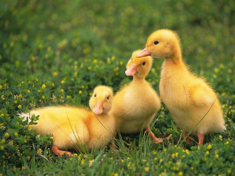 babybird; DISPLAY FULL IMAGE.