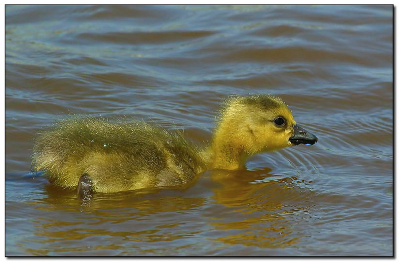 babybird; DISPLAY FULL IMAGE.