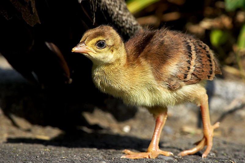 babybird; DISPLAY FULL IMAGE.