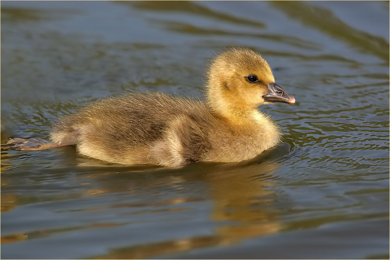 babybird; DISPLAY FULL IMAGE.