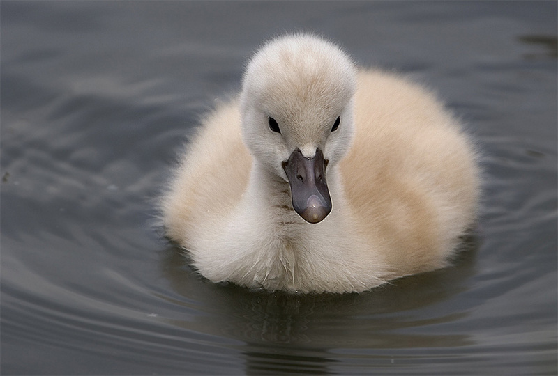 babybird; DISPLAY FULL IMAGE.