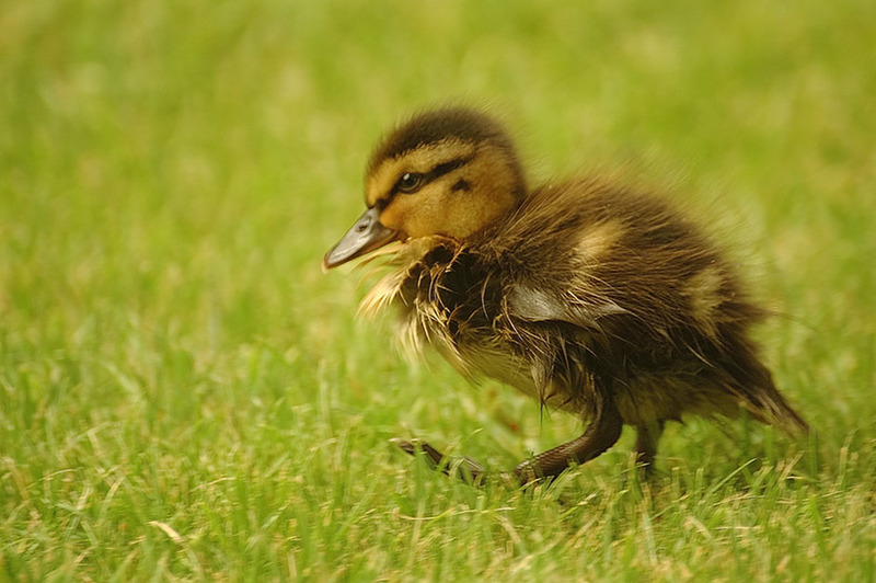 babybird; DISPLAY FULL IMAGE.