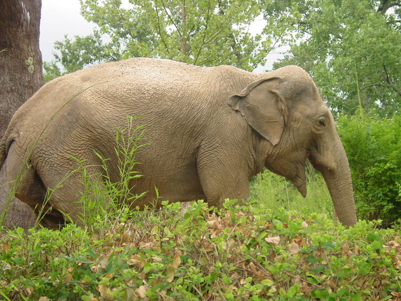 Asian Elephant St. Louis Zoo; DISPLAY FULL IMAGE.