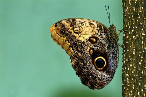 Cute butterfly; Image ONLY