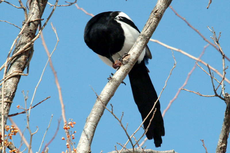 Pica pica (Black-billed Magpie) {!--먹이를 먹는 까치-->; DISPLAY FULL IMAGE.