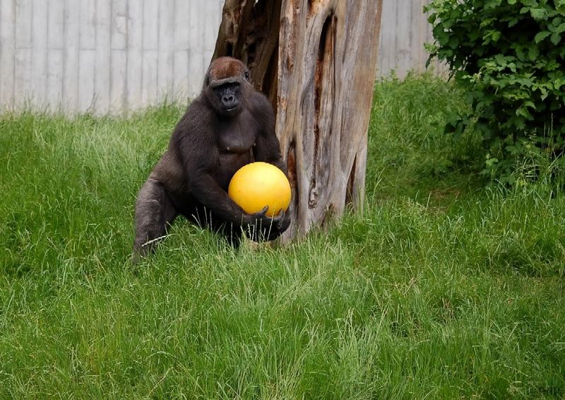 Gorilla Ball Player; DISPLAY FULL IMAGE.