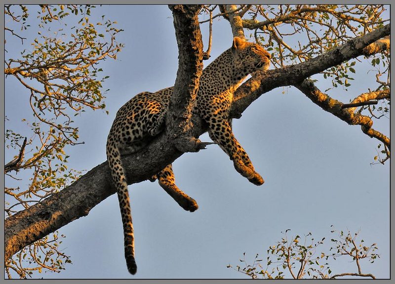 Relaxing Leopard; DISPLAY FULL IMAGE.