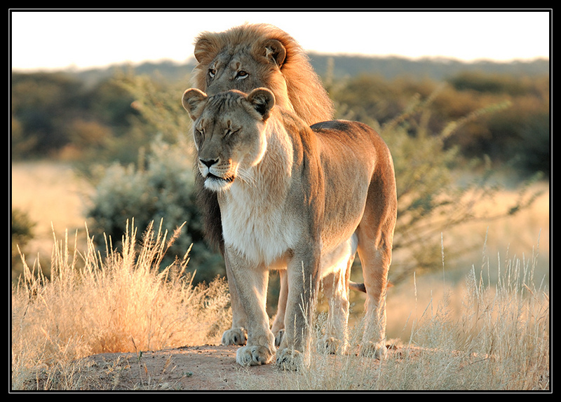 Relaxing Lions; DISPLAY FULL IMAGE.