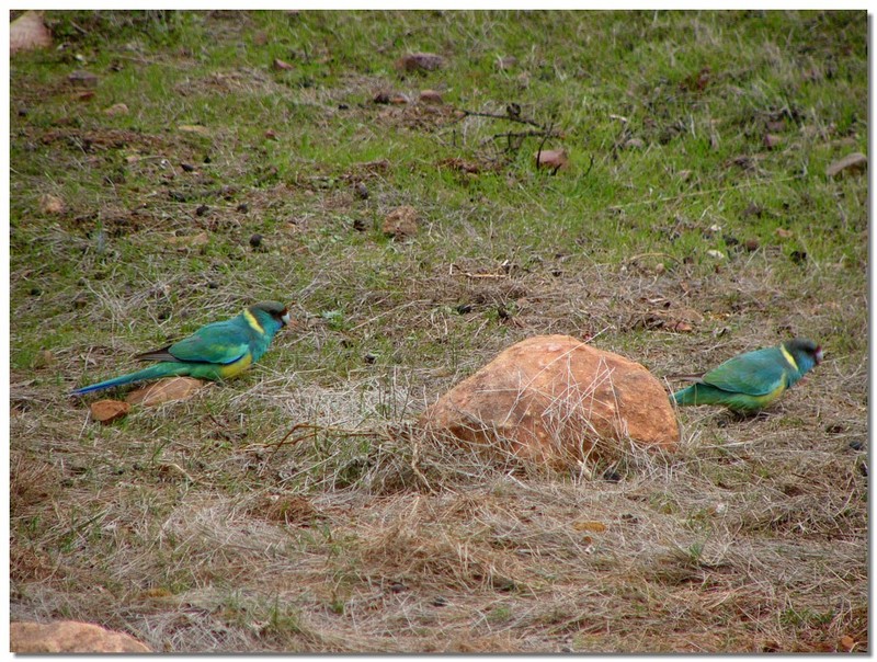 Ringneck Parrots; DISPLAY FULL IMAGE.