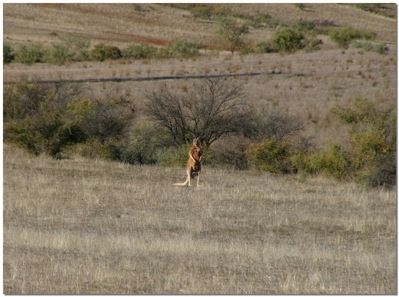 Male red kangaroo; DISPLAY FULL IMAGE.
