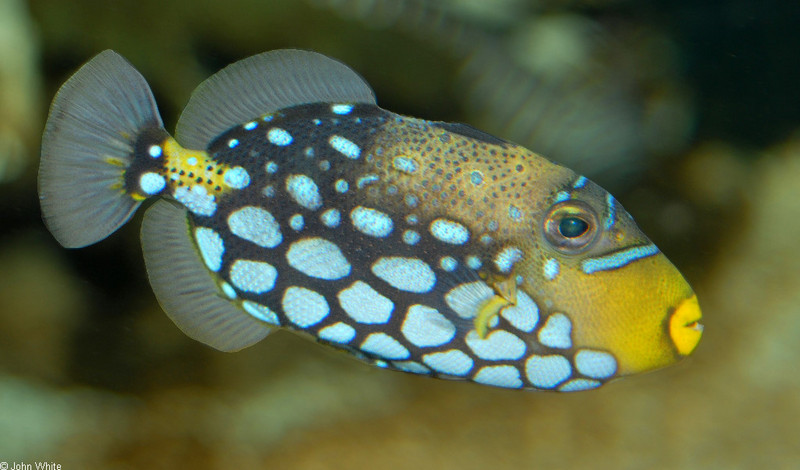 Clown Triggerfish (Balistoides conspicillum)02; DISPLAY FULL IMAGE.
