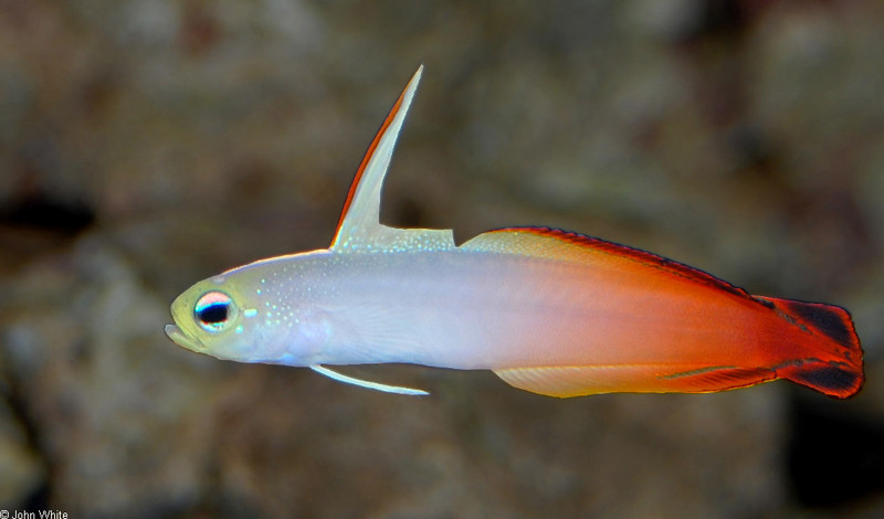 Fire Dartfish (Nemateleotris magnifica)03; DISPLAY FULL IMAGE.