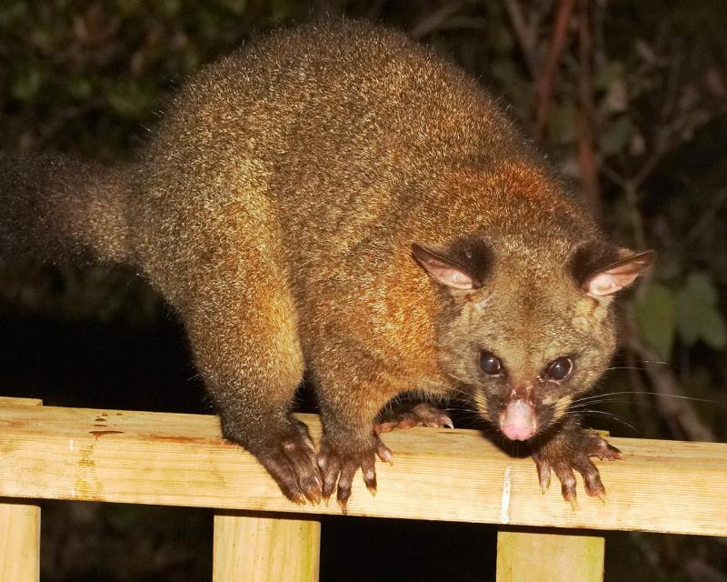 Brushtail possum; DISPLAY FULL IMAGE.