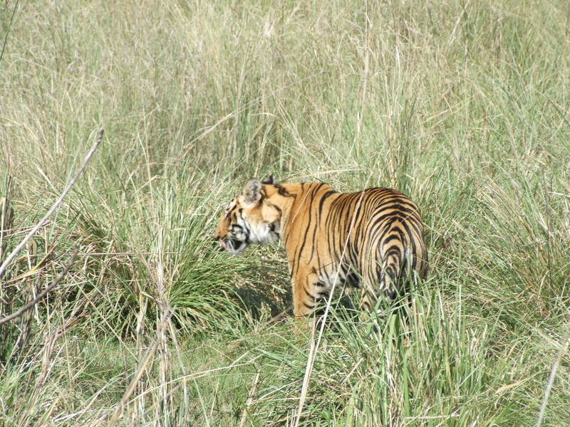 Tigress at Kanha national park, copyrights 2006 , Maulik Suthar; DISPLAY FULL IMAGE.