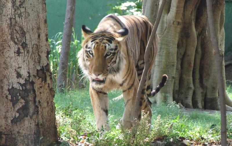 Tiger at Ahmedabad Zoo , copyrights 2006 , Maulik Suthar; DISPLAY FULL IMAGE.