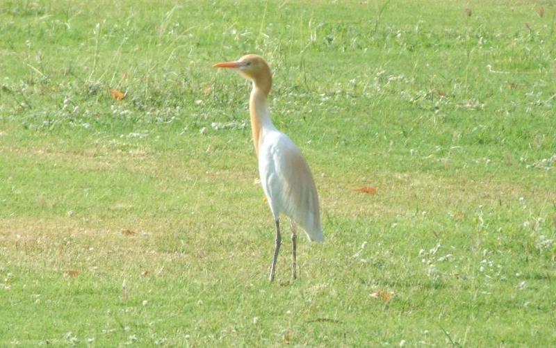 cattle egret breeding; DISPLAY FULL IMAGE.