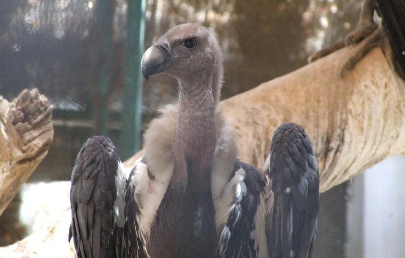 Indian White-backed Vulture (Gyps bengalensis), copyrights 2006 , Maulik Suthar; DISPLAY FULL IMAGE.