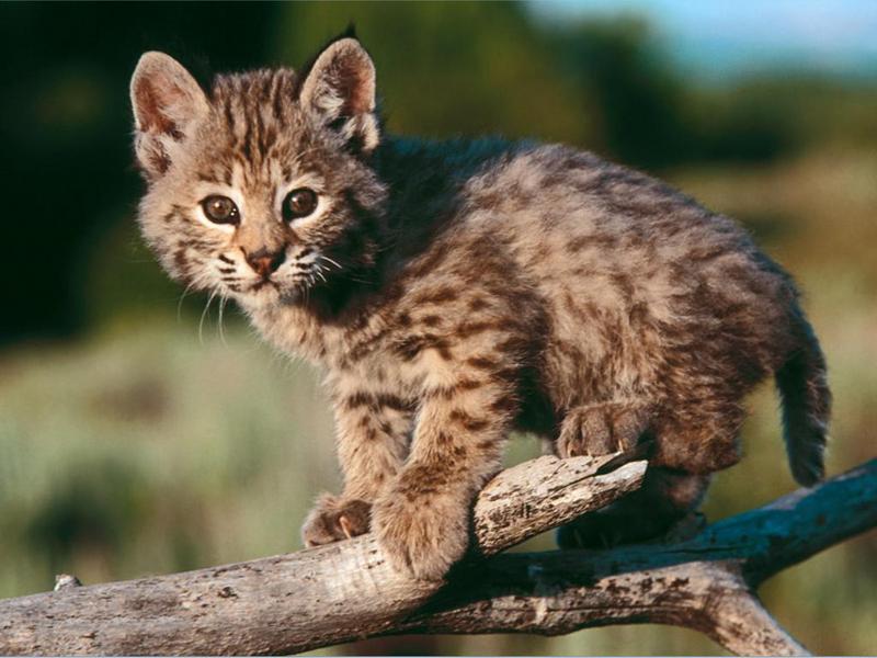 Baby bobcat; DISPLAY FULL IMAGE.