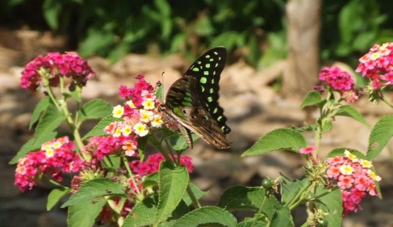 Butterfly , copyrights 2006 , Maulik Suthar; DISPLAY FULL IMAGE.