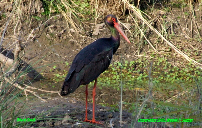 Black Stork , copyrights 2006 , Maulik Suthar; DISPLAY FULL IMAGE.
