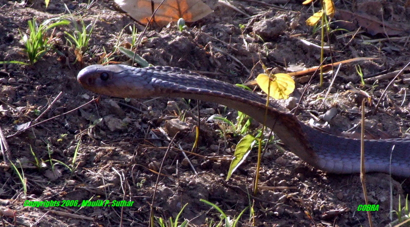 Cobra snake, copyrights 2006 , Maulik Suthar; DISPLAY FULL IMAGE.