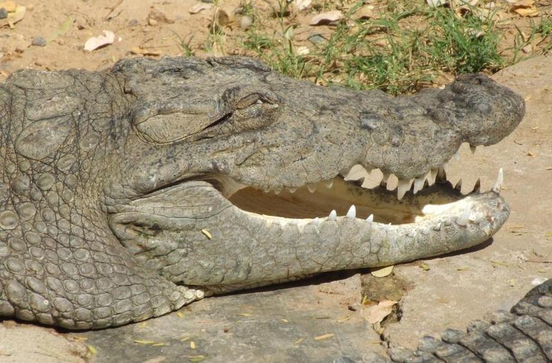 Crocodile, copyrights 2006 , Maulik Suthar; DISPLAY FULL IMAGE.