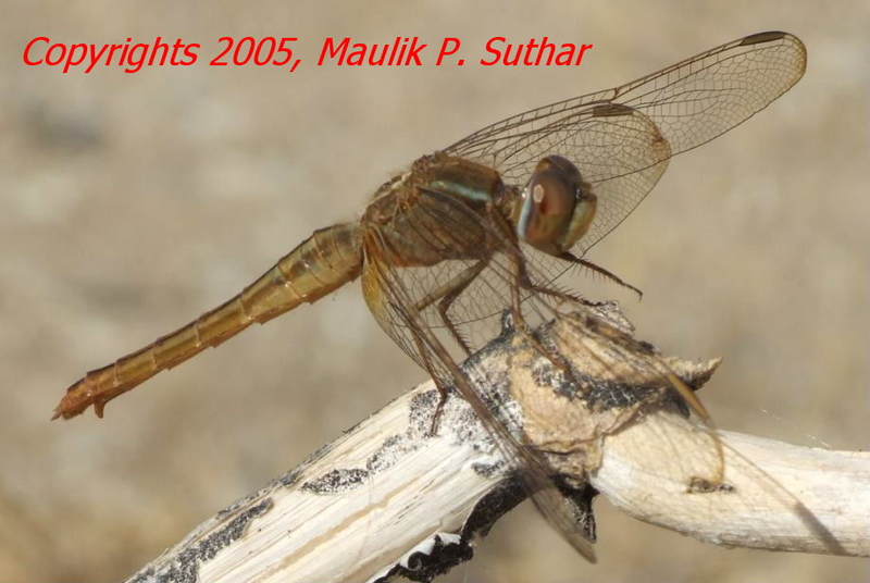 insect ,Dragonfly , copyrights 2006 , Maulik Suthar; DISPLAY FULL IMAGE.