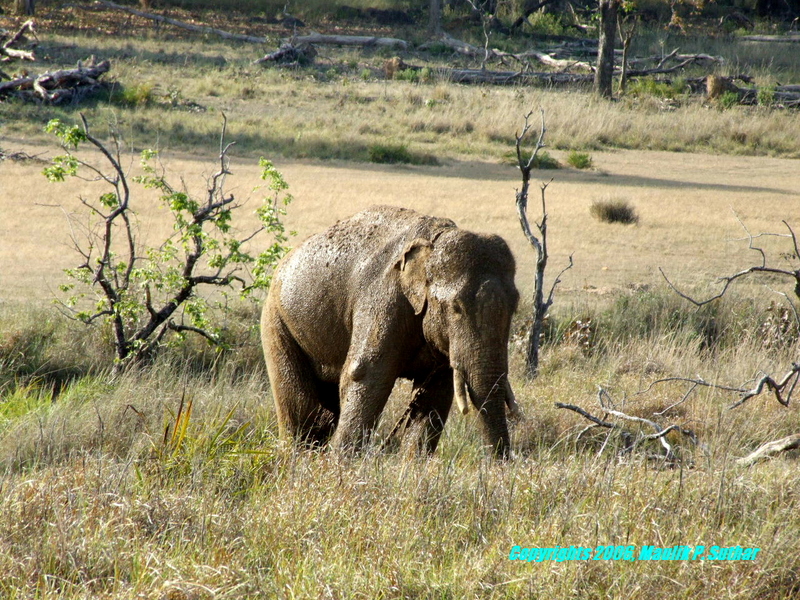 Elephant , copyrights 2006 , Maulik Suthar; DISPLAY FULL IMAGE.