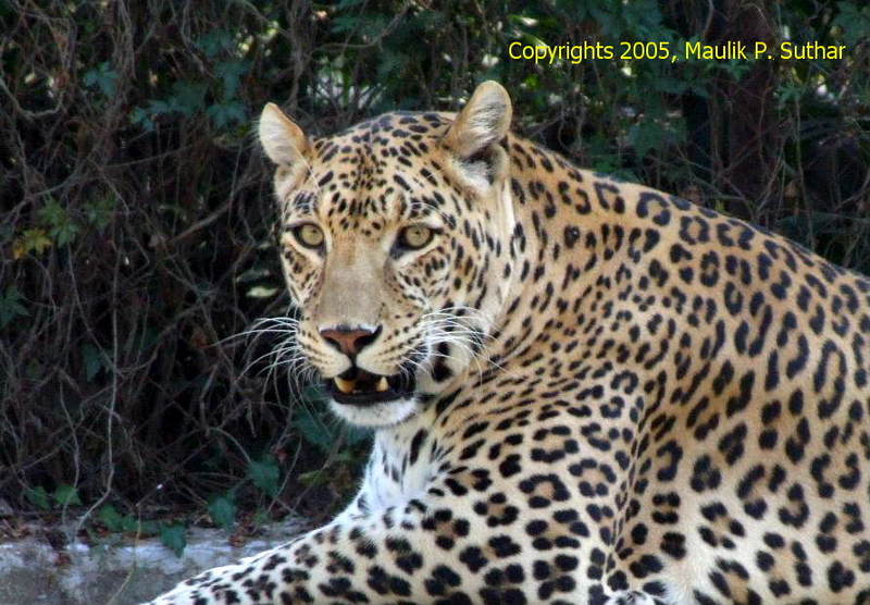 Leopard /Panther - 'Jimmy'  , copyrights 2006 , Maulik Suthar; DISPLAY FULL IMAGE.