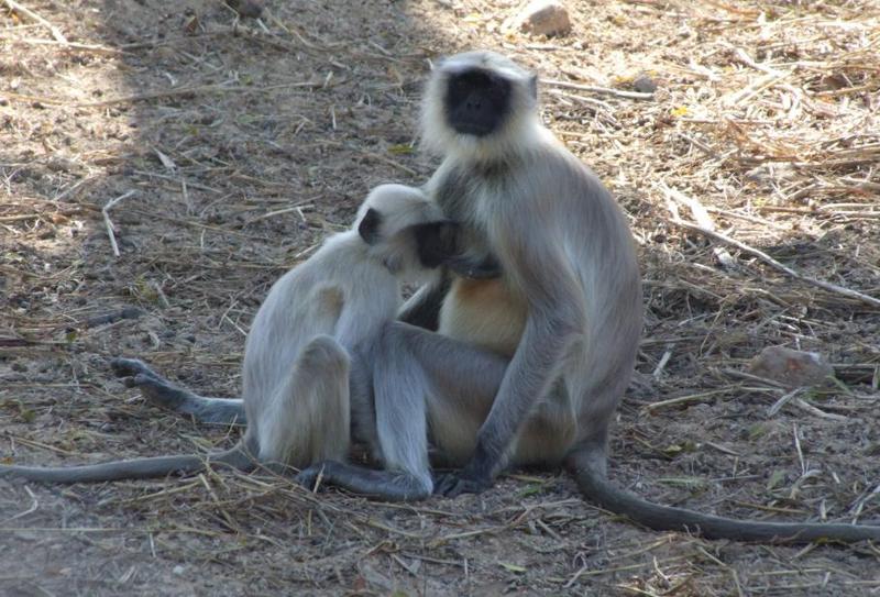 Monkey Feeding , copyrights 2006 , Maulik Suthar; DISPLAY FULL IMAGE.