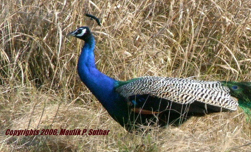 Peacock , copyrights 2006 , Maulik Suthar; DISPLAY FULL IMAGE.