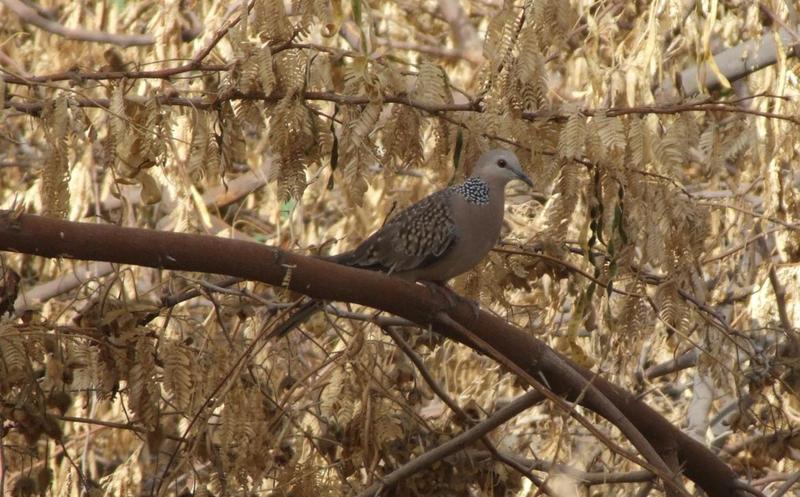 Spotted Dove , copyrights 2006 , Maulik Suthar; DISPLAY FULL IMAGE.