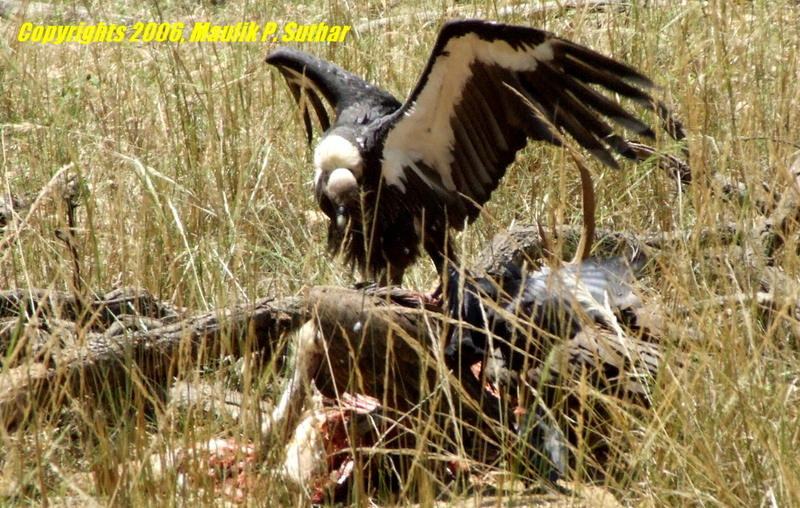 Indian White-rumped Vulture, copyrights 2006 , Maulik Suthar; DISPLAY FULL IMAGE.
